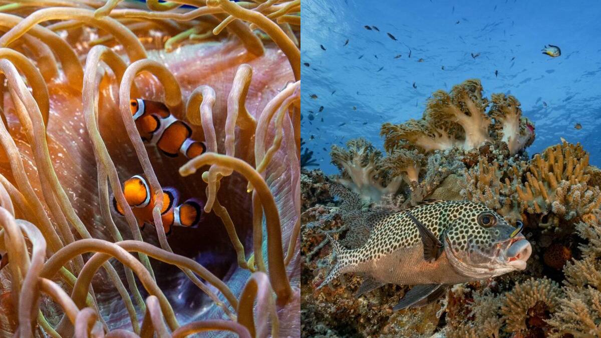 Nature's strangest symbiotic relationships explained