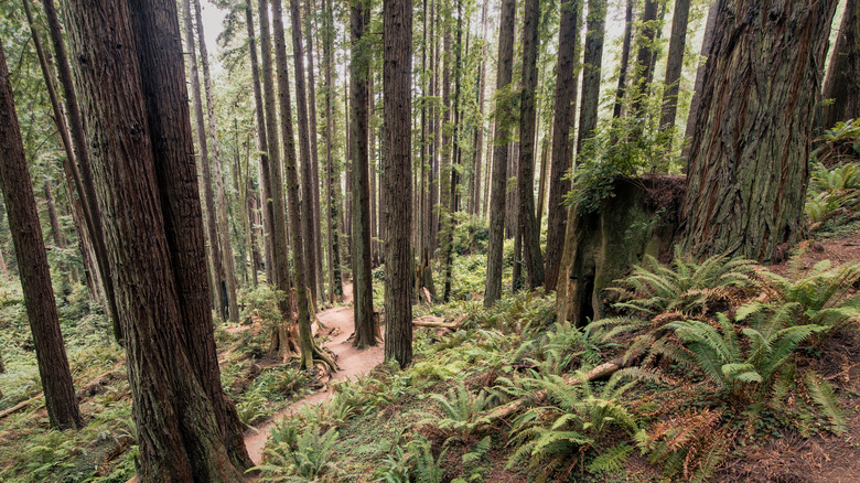 NorCal's Underrated Redwood Forest Is A Secluded Gem Full Of Open ...