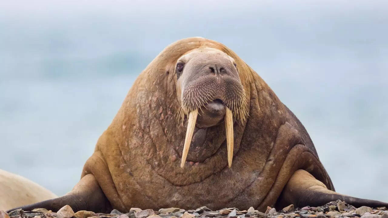 7 creatures from the animal world whose names begin with W