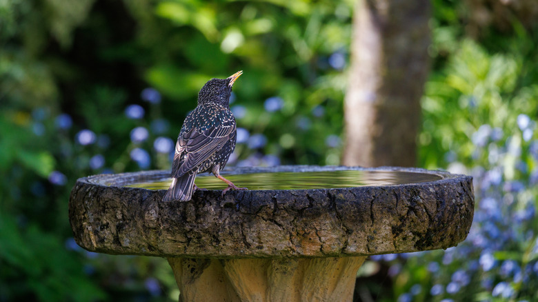 The Best Method For Making Your Own Hypertufa Birdbath
