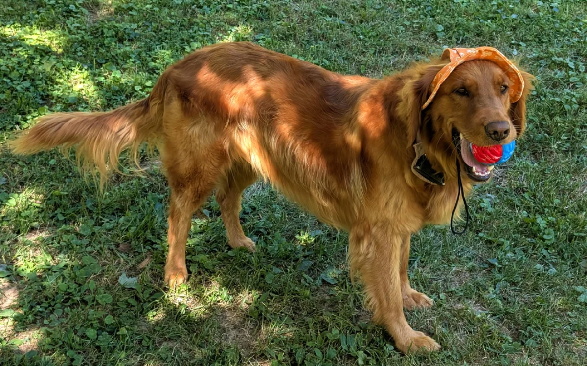 Dog’s surprise puppies get DNA test—then online post reveals shocking truth