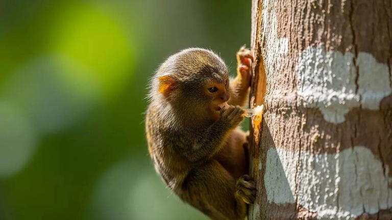 Pygmy marmoset: Meet the world’s tiniest monkey and the wild secrets it ...