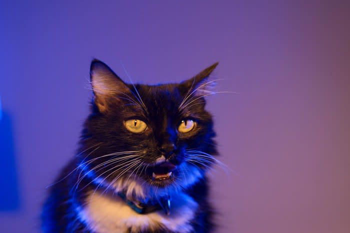 猫の『声がおかしい』ときに考えられる原因4つ 病気の可能性も？注意すべき症状まで解説
