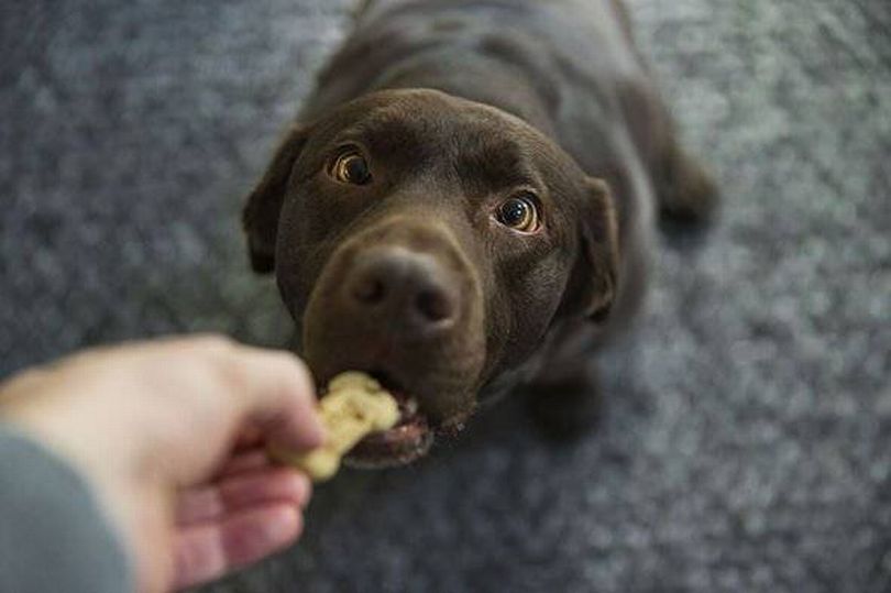 The vet says that Labradors make great family dogs