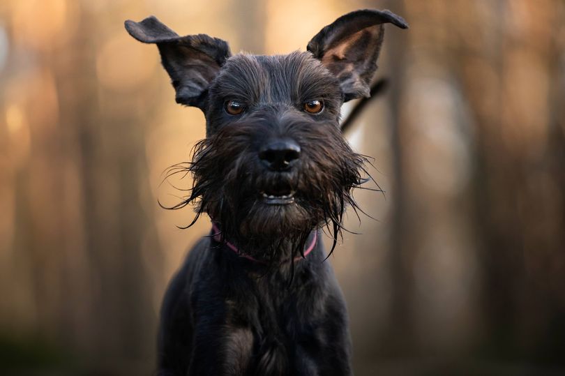 He said schnauzers have