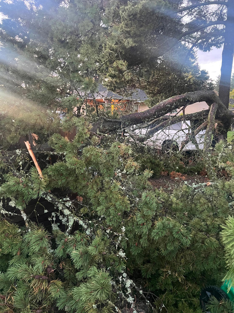 Winds, rain bring down trees, knock out power to thousands in NW Oregon