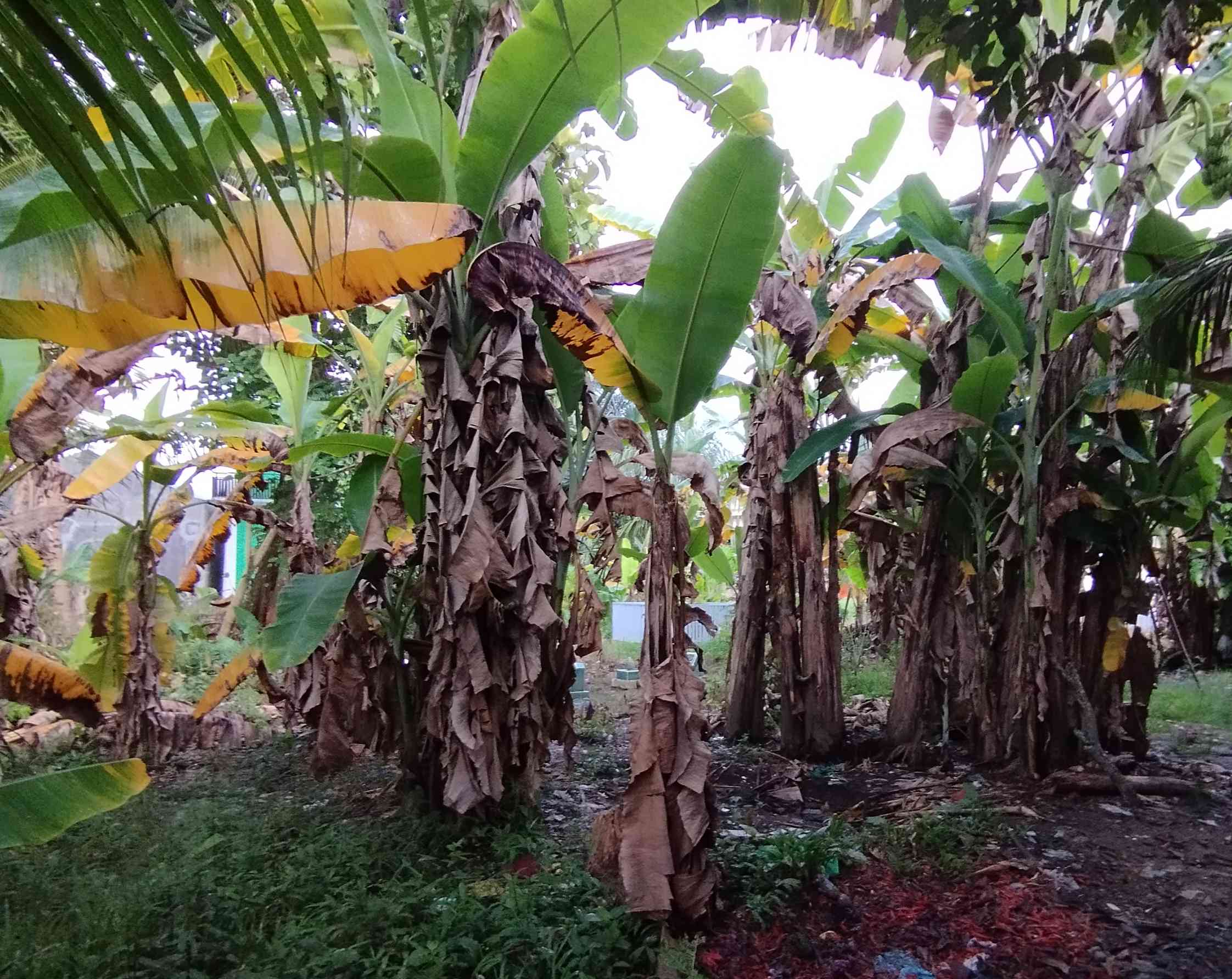 Aroma Ketenangan di HSS: Kisah Kebun Pisang Angkinang Selatan