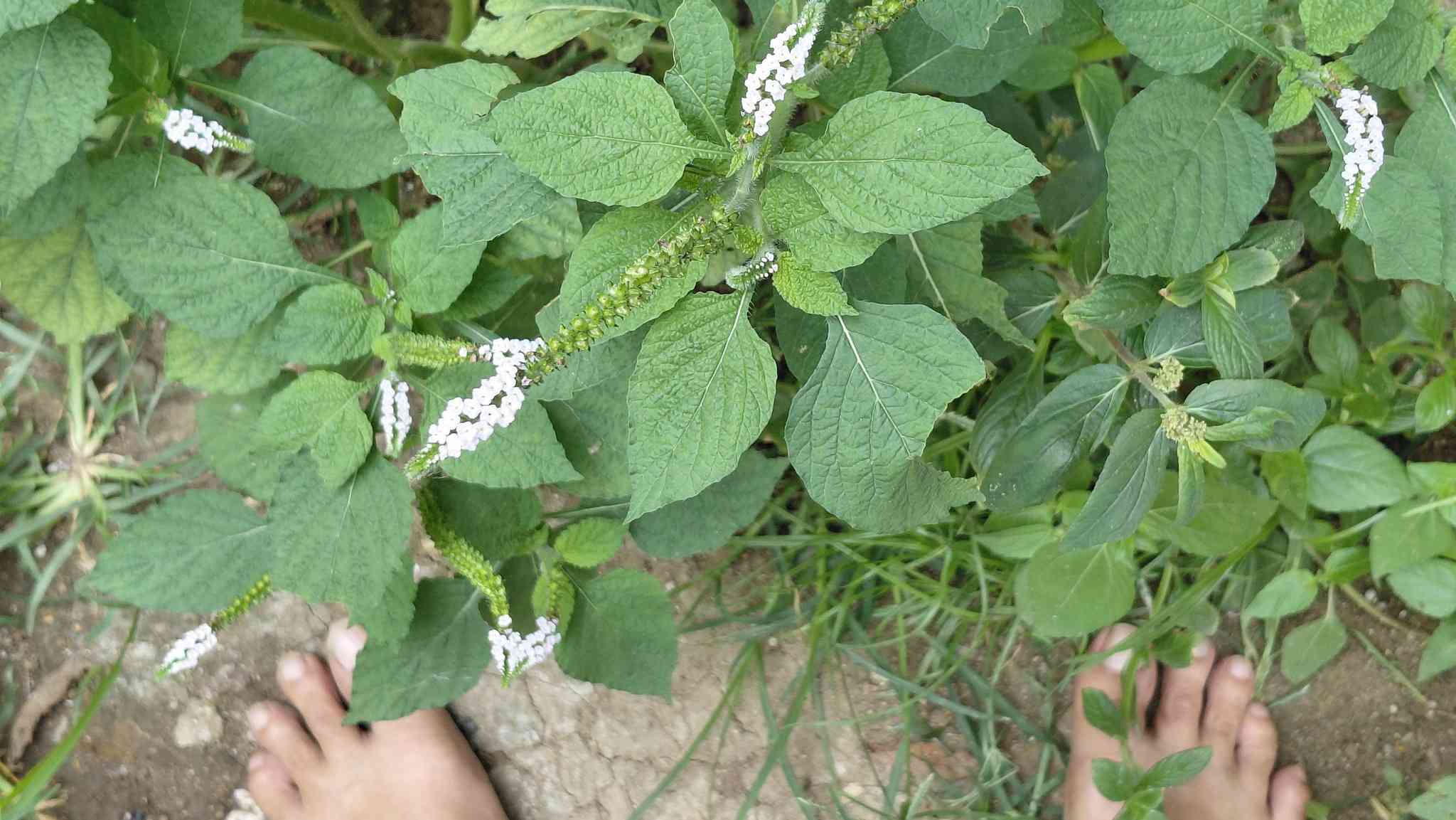 Gi Mumet? Langkah Tanpa Alas di Bumi
