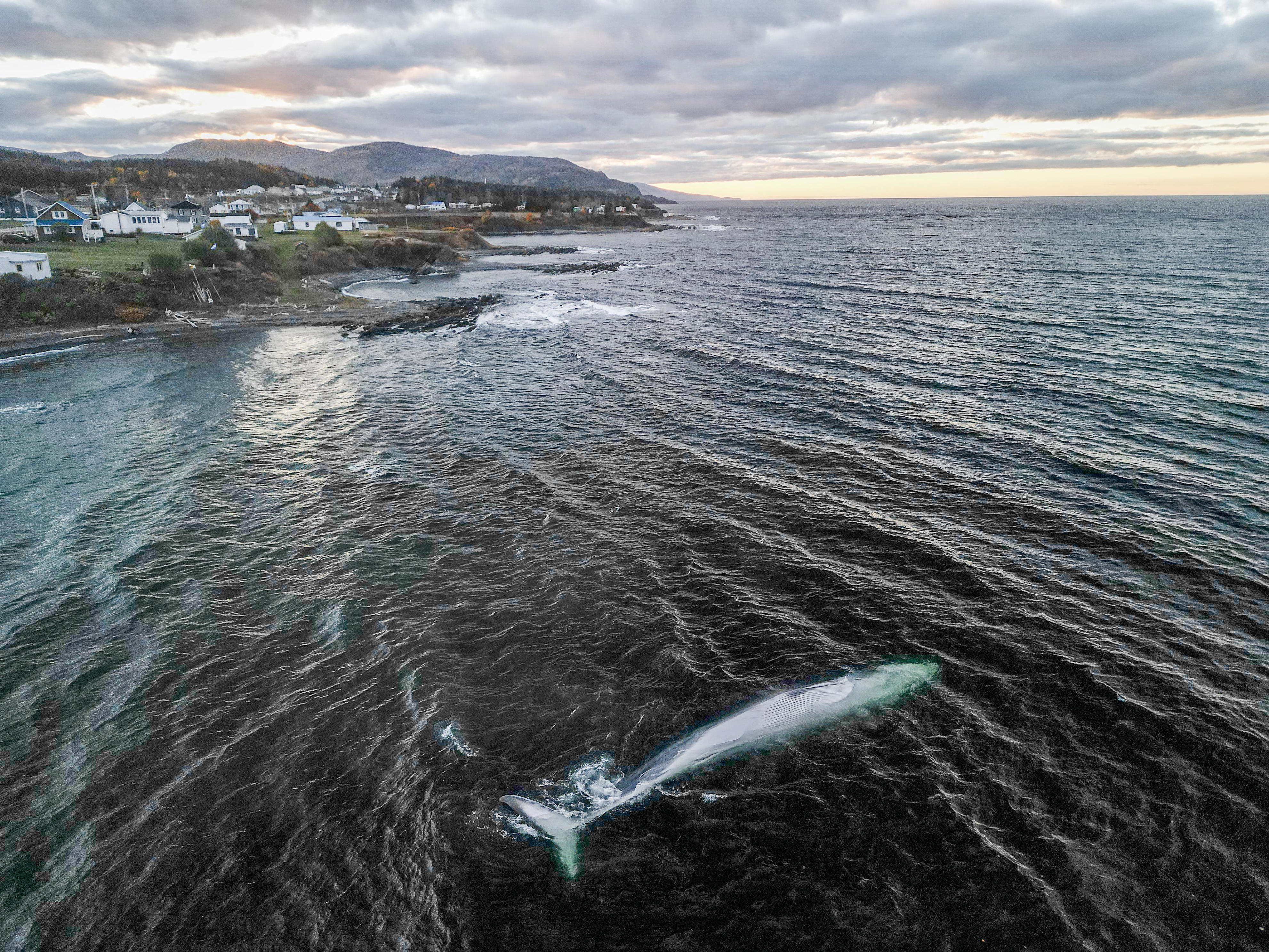 Un rorqual commun s’échoue à Grande-Vallée