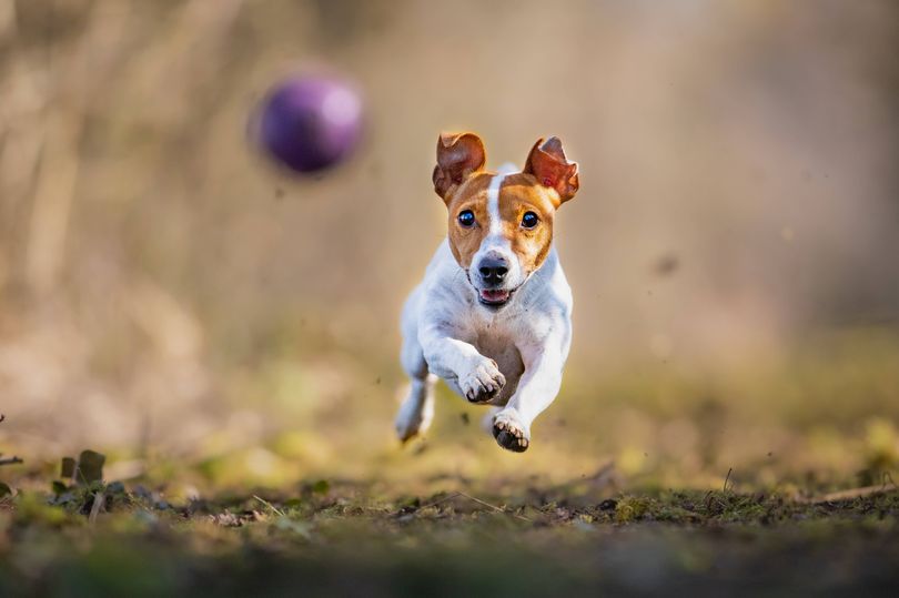 Crow said Jack Russell Terriers were at the top of his list