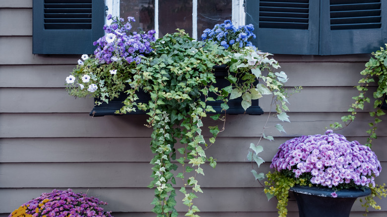 How To Choose The Best Type Of Wood For Your Window Boxes