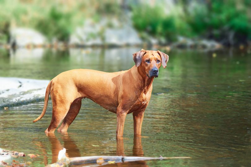 Rhodesian Ridgebacks have