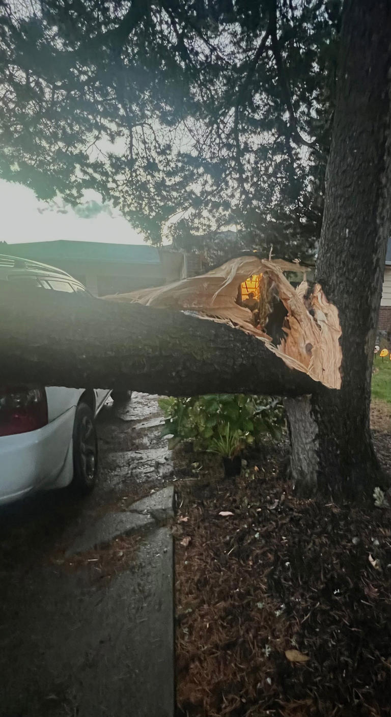 Winds, rain bring down trees, knock out power to thousands in NW Oregon