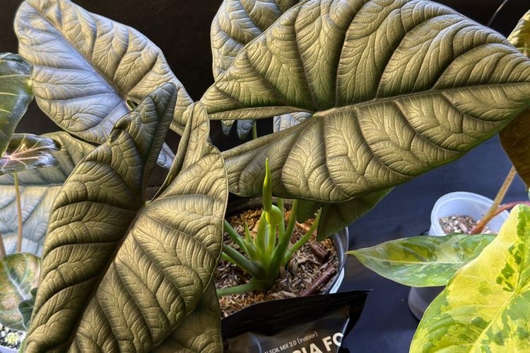 Corak Daun Alocasia yang Unik Seperti Lukisan, Jadi Tren di Kolektor Tanaman Hias