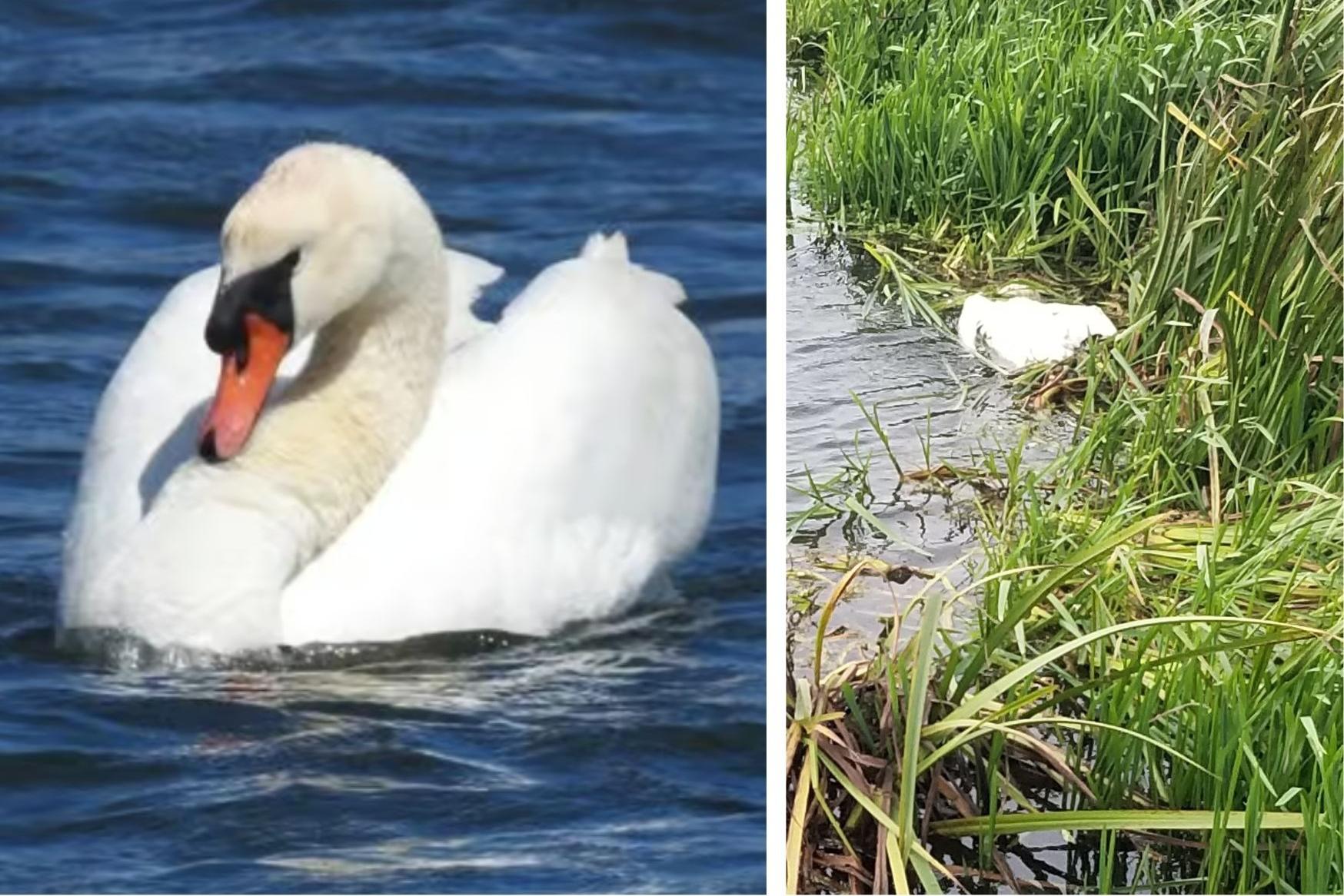 Wellingborough swans' deaths confirmed as deadly avian bird flu after ...