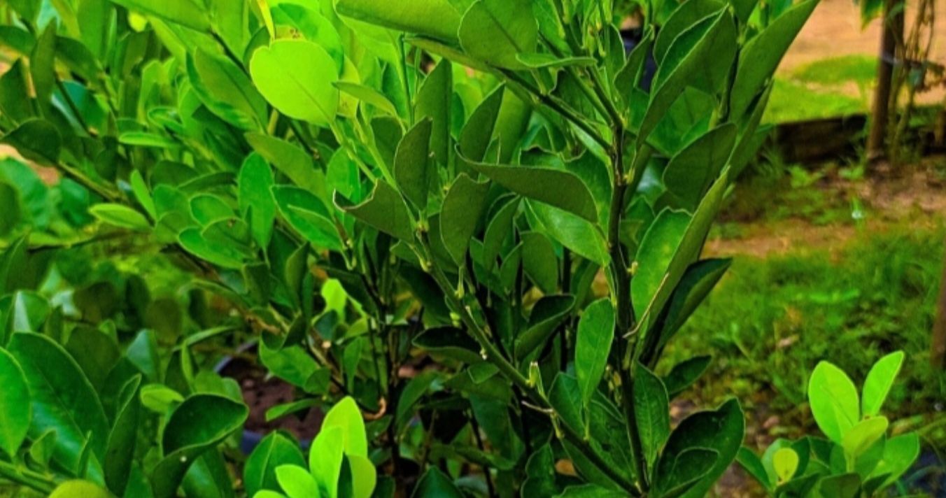 Minuman Tradisional Pontianak: Es Jeruk Sambal Segar dan Sehat, Ingin Resepnya?