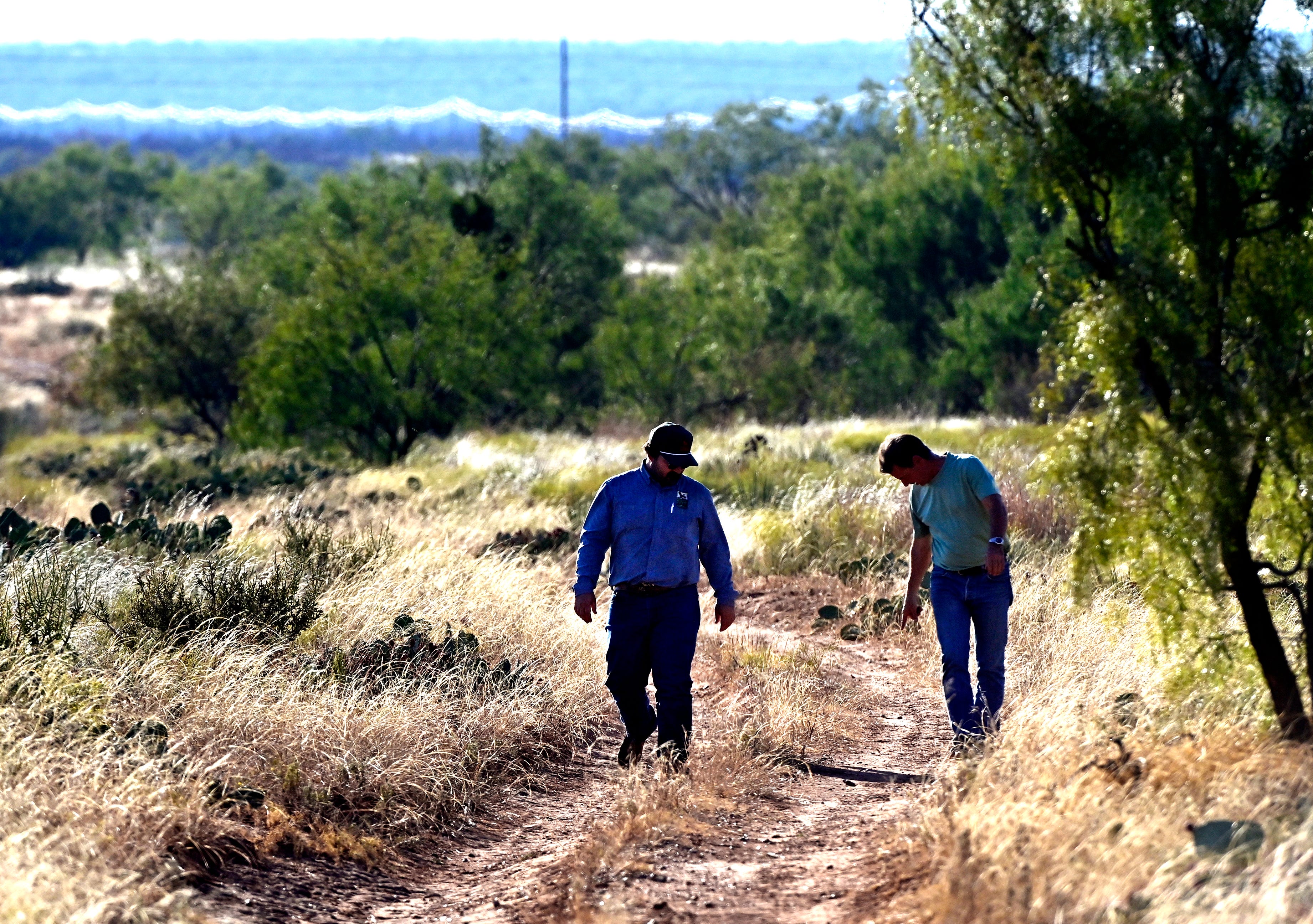 'Indicator species' quail essential for monitoring environmental health ...