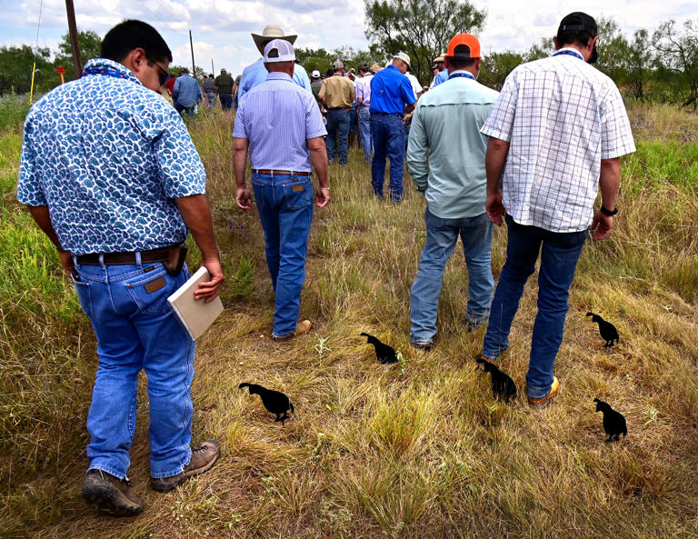 'Indicator species' quail essential for monitoring environmental health ...