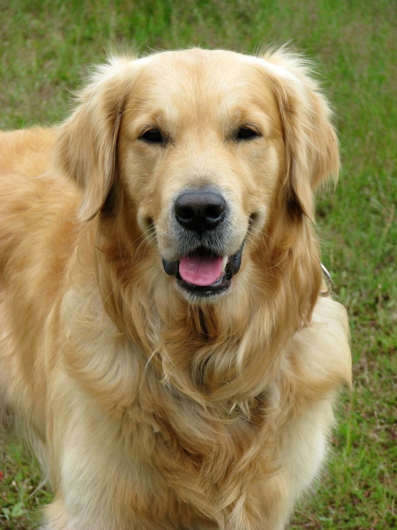 17 Consistently Cheerful Dog Breeds (and 8 with More Unpredictable Moods)