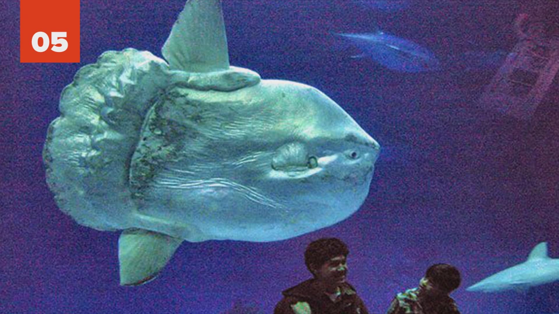 25 abnormally large animals that actually exist