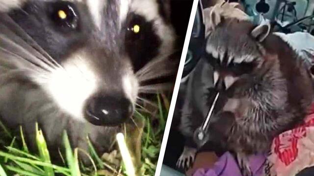 Adorable Raccoons Behaving Badly