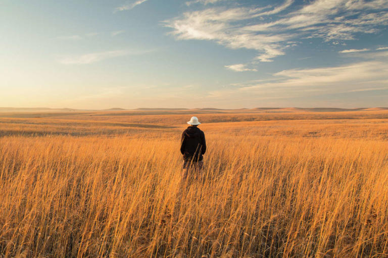 The Big Three: Dominant grasses of the tallgrass prairie