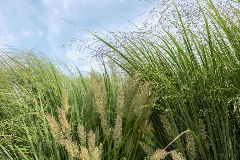 The Big Three: Dominant grasses of the tallgrass prairie