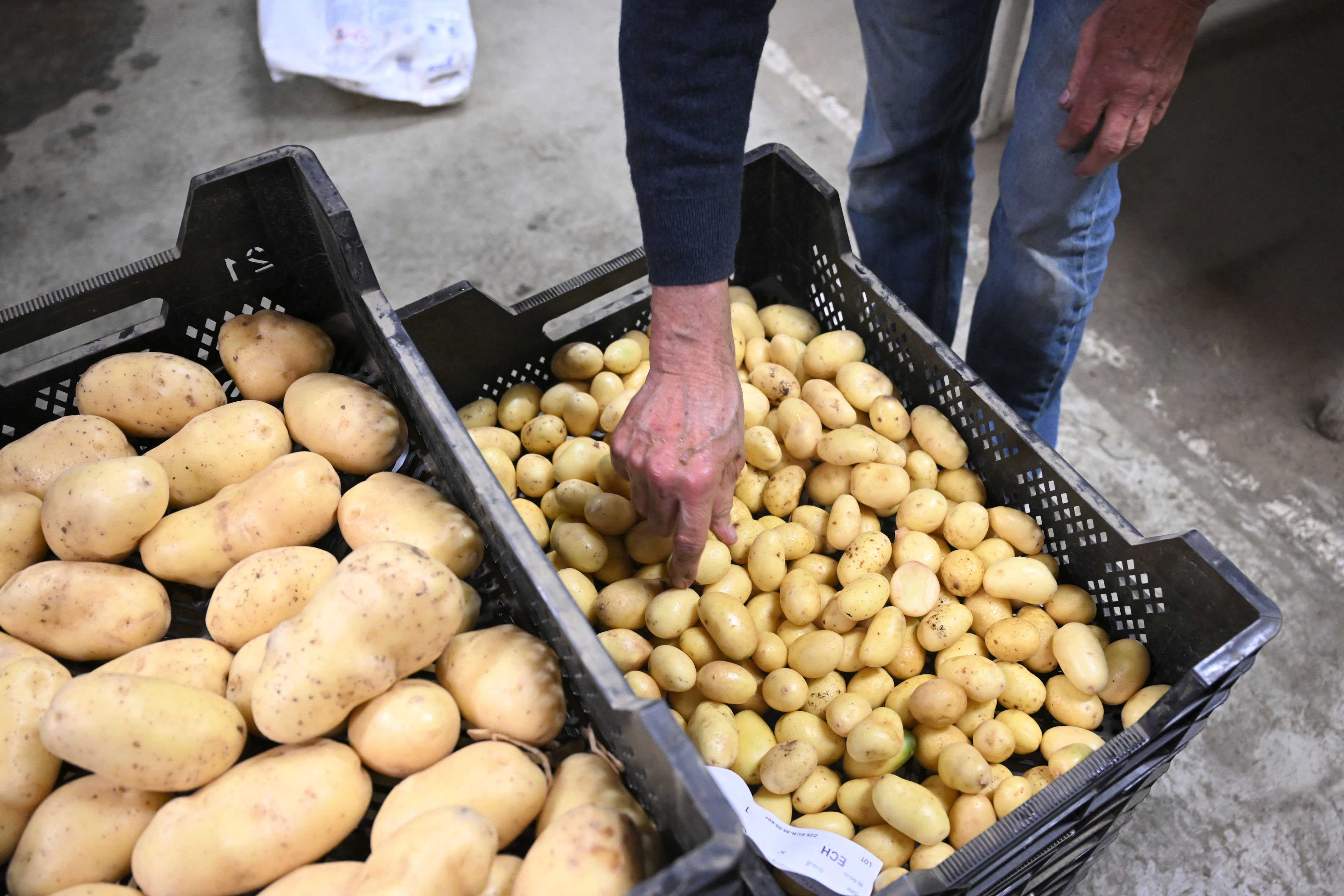 Scotland’s potato industry: At a crossroads of innovation, challenge ...