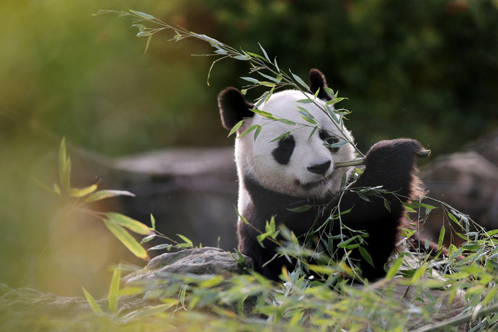 Foto: Dua Panda di Kebun Binatang Prancis Siap Kembali ke China