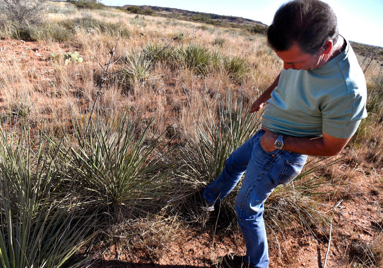 'Indicator species' quail essential for monitoring environmental health ...