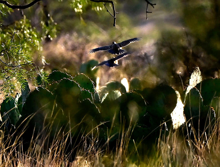 'Indicator species' quail essential for monitoring environmental health ...