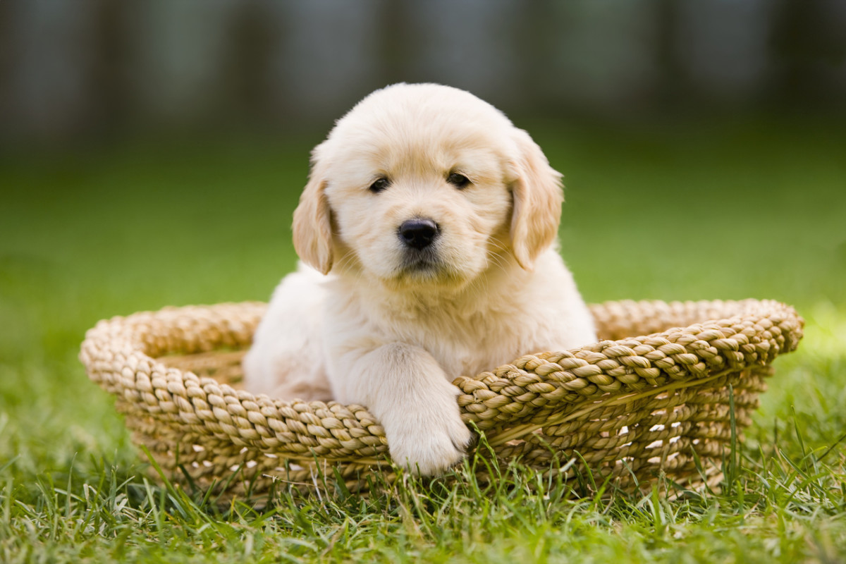 View of Golden Retriever Puppies Picking Apples Is Total Cuteness Overload
