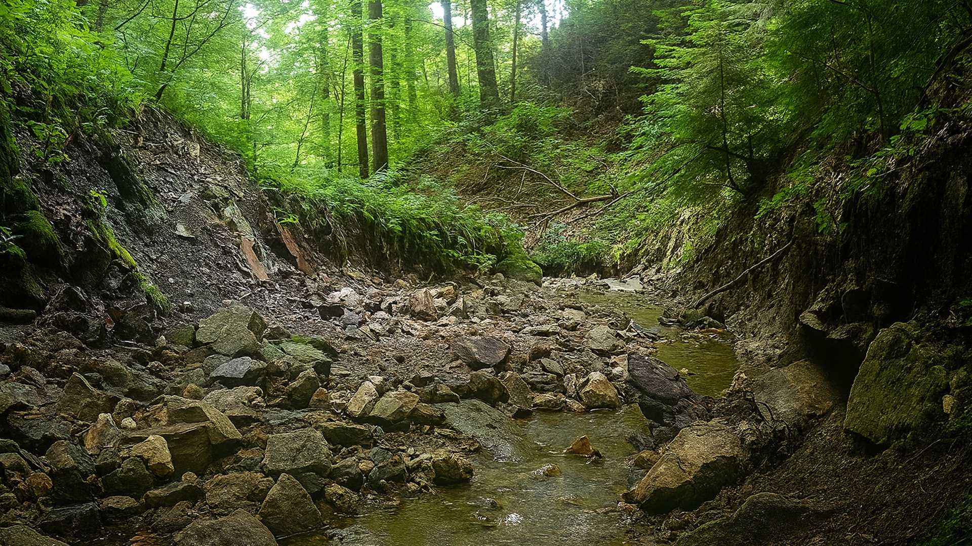 Caméra piège près de la rivière : découvrez ses images