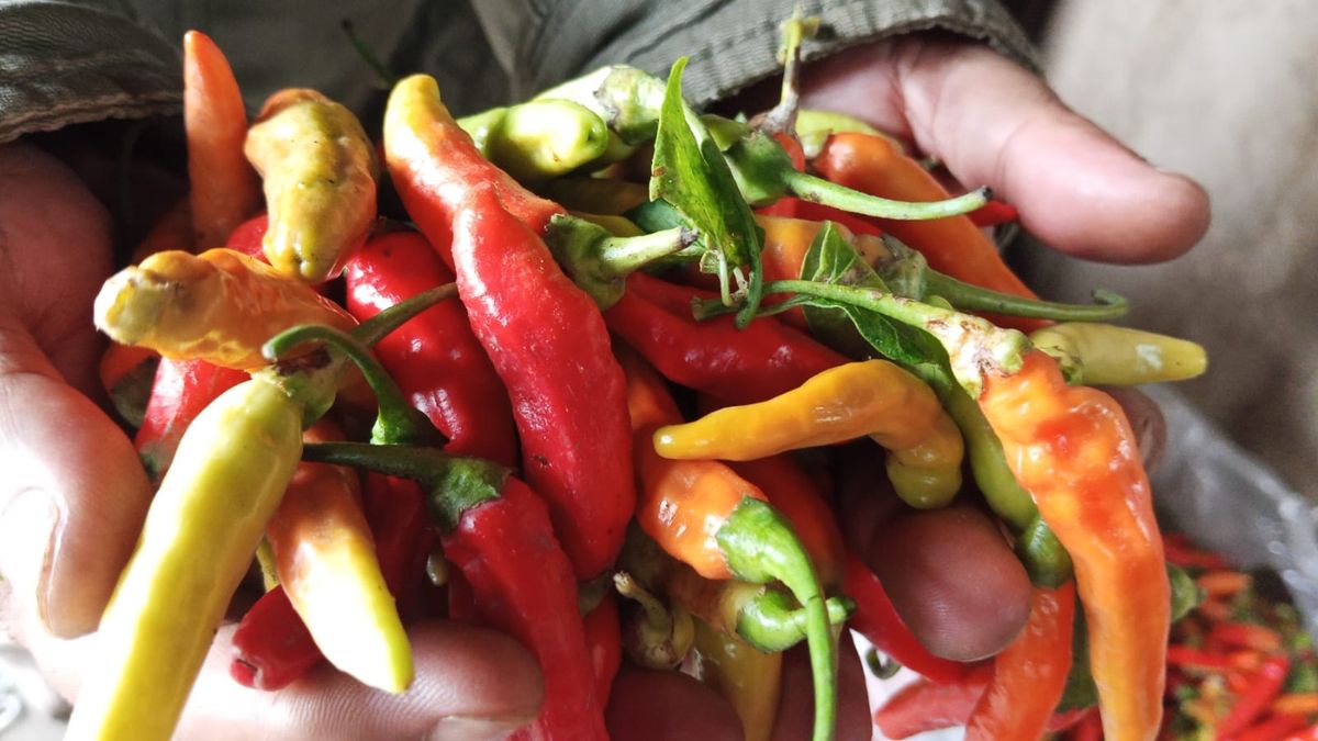 Kontradiksi Harga Cabai di Pasar Lembang: Rawit Turun 50%, Keriting Naik Tajam