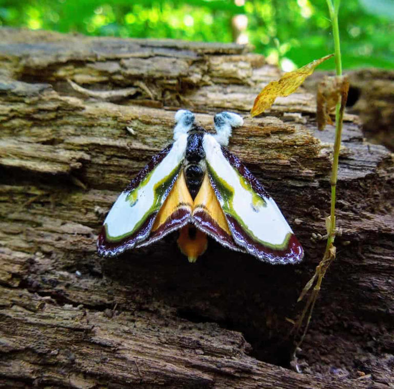 Masters of Mimicry: Moths That Perfect the Art of Disguise