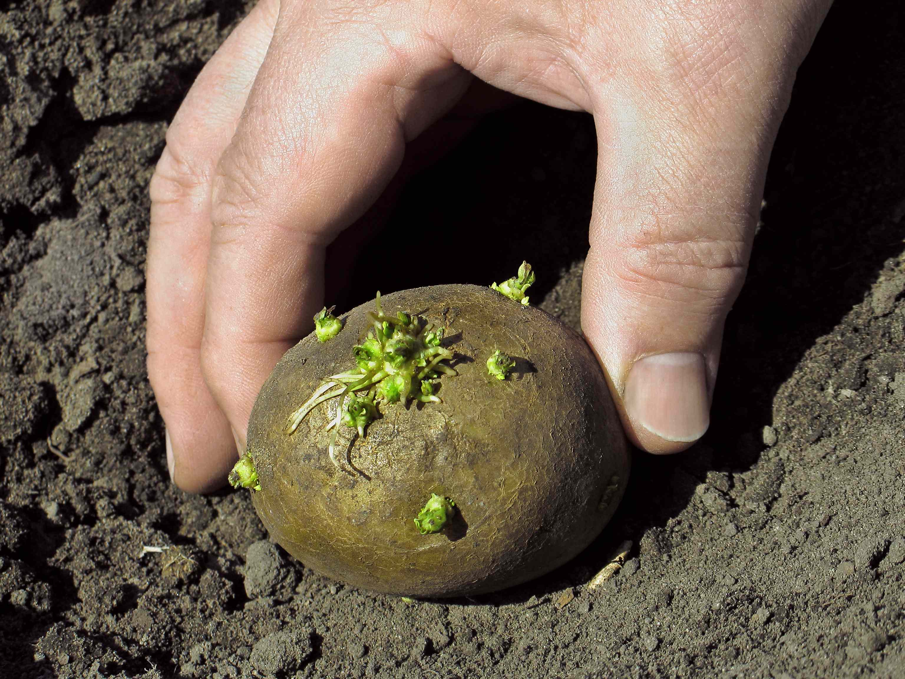 Yes, you can plant potatoes in the fall—but there's a catch