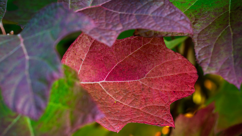 A Beautiful Hydrangea Variety That'll Fill Your Garden With Stunning ...