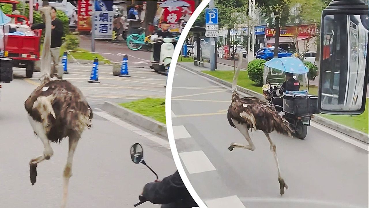 Escaped ostrich causes chaos running down busy roads in China