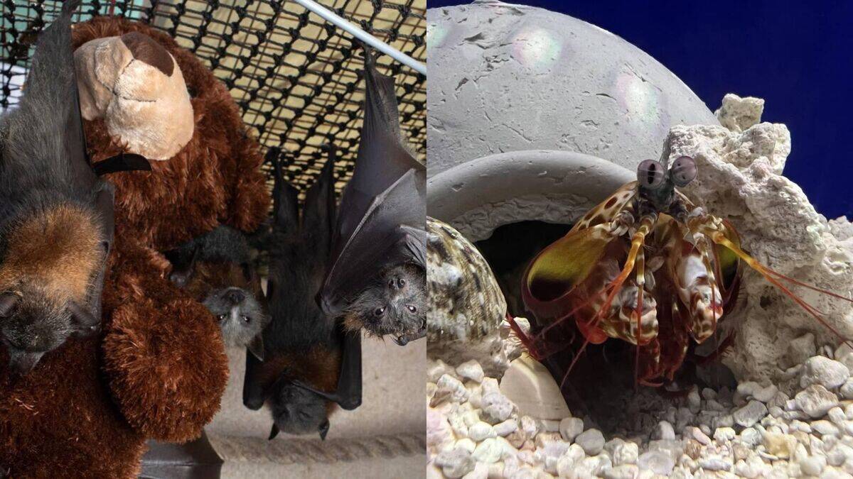Strange animal adaptations that defy evolution