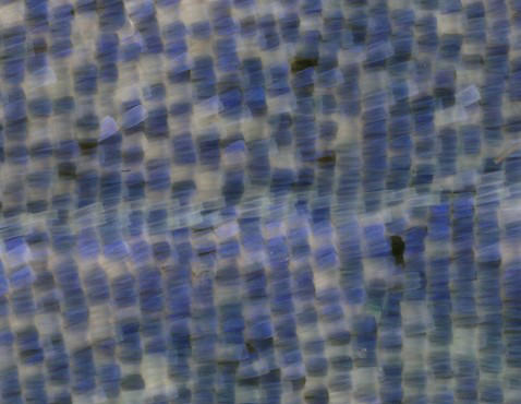 New butterfly species named after Iryna Zaruska, Ukrainian refugee