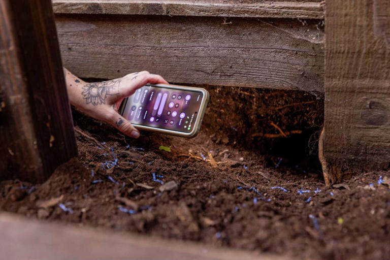 A Berkeley neighborhood spent years battling rats. Now it's trying a ...