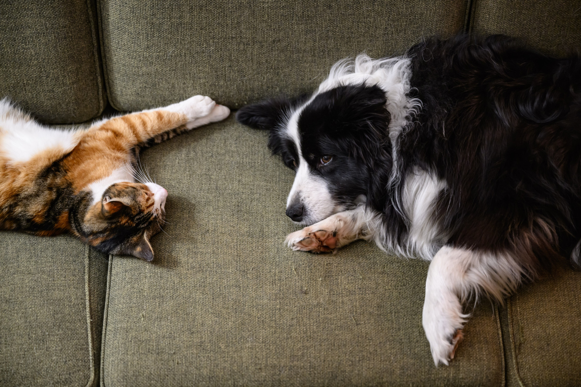 Common mistakes pet owners make, and how to avoid them