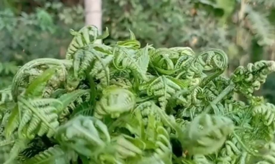 Serbuk Kalakai: Makanan Tradisional Kalimantan yang Kini Jadi Favorit Global