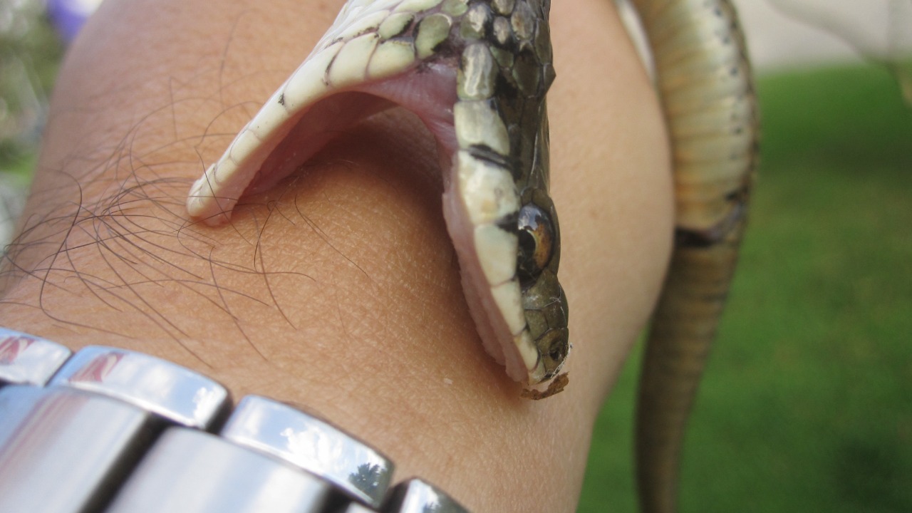 The surprising science behind how snake bites work