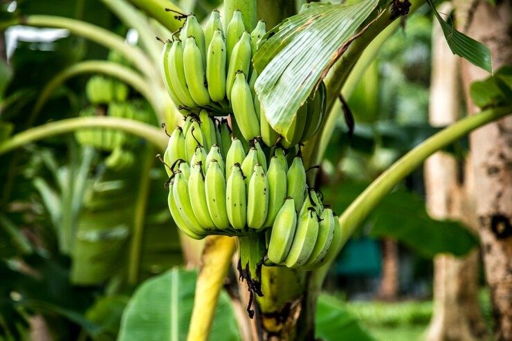 5 Manfaat Akar Pisang yang Menakjubkan dan Kaya Nutrisi