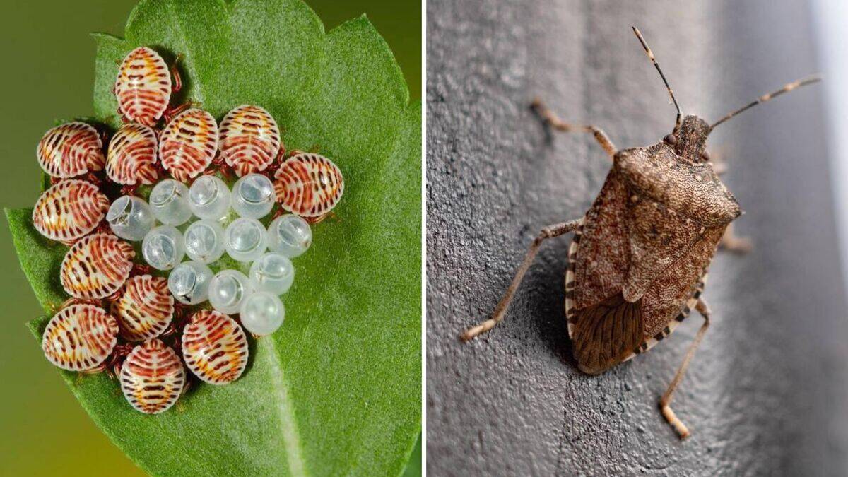 Invasive brown bug can cause major damage (here's how to get rid of it)