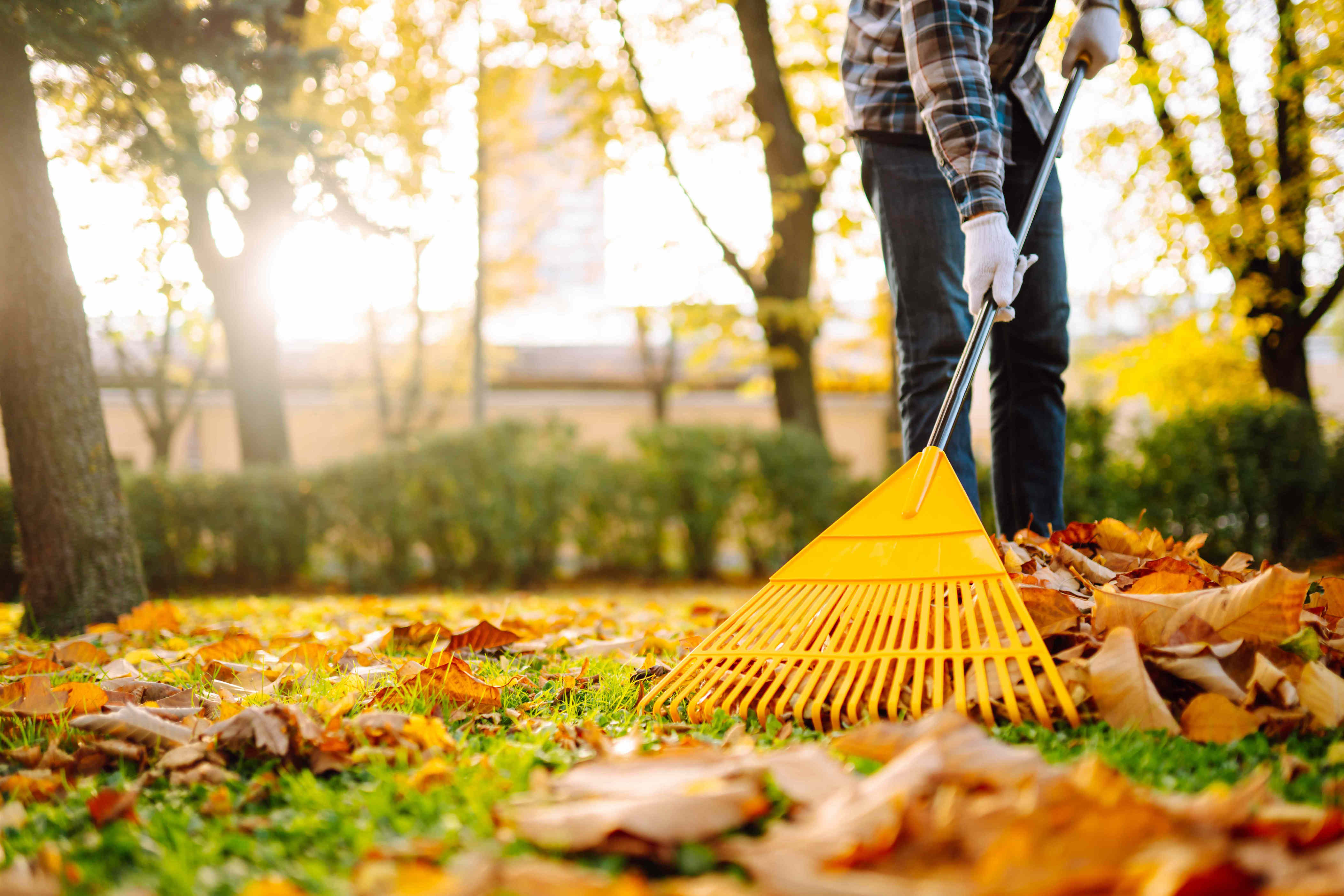 How long can leaves sit on your lawn before harming your grass?