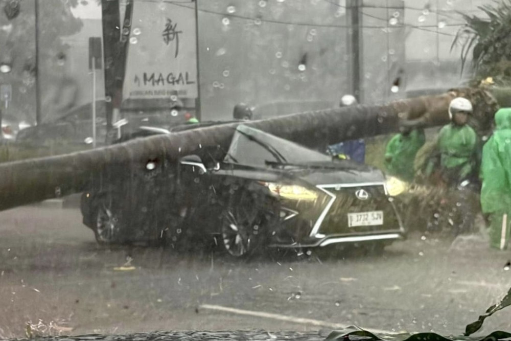 Pohon Tumbang Hancurkan Lexus, Pengemudi Tewas