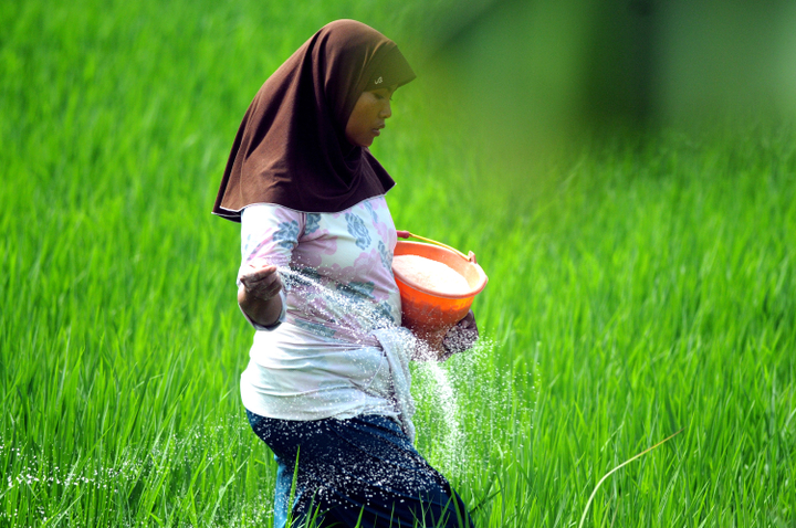 Harga Pupuk Turun 20 Persen, Dampaknya untuk Petani Belum Terasa