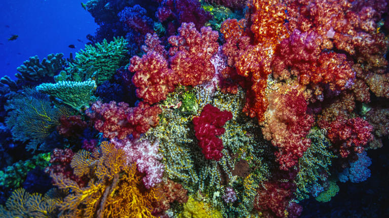 The Best Coral Reefs To Dive (Other Than The Great Barrier Reef ...